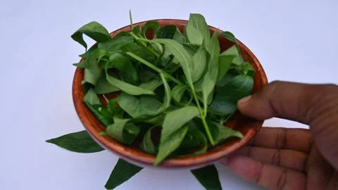 Andrographis paniculata leaves. 스톡 동영상 290100707