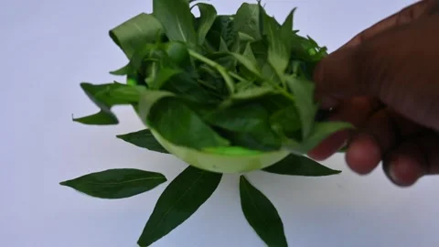 Andrographis paniculata leaves. Video stock 290100792