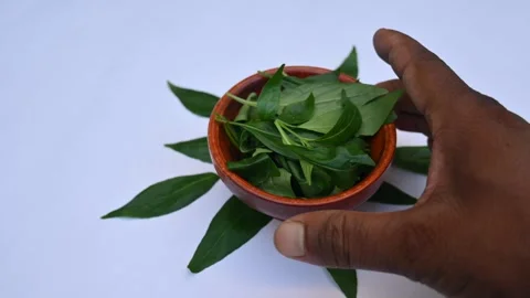 Andrographis paniculata leaves. 库存影片 290101242