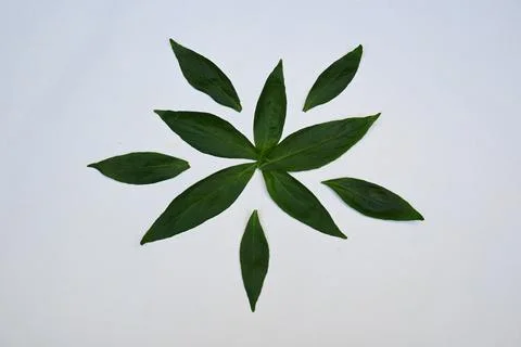 Andrographis paniculata leaves. Stock Photos