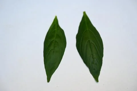 Andrographis paniculata leaves. Stock Photos