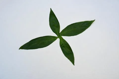Andrographis paniculata leaves. Stock Photos