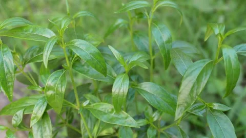 Andrographis Paniculata plans. Ayurveda plans or medicine plans Stock Footage 291108058