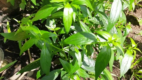 Andrographis paniculata plant. Stock Footage 218145684