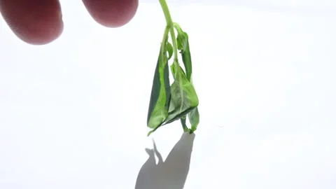 Andrographis paniculata plant. Stock Footage 254075194