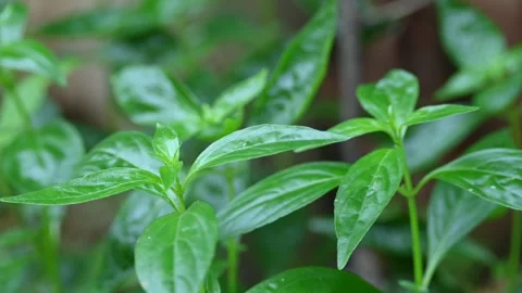 Andrographis paniculata plant. Stockbeeldmateriaal 283739397