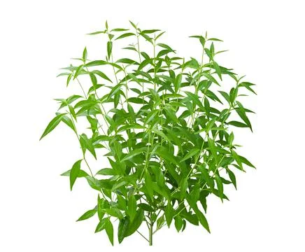 Andrographis paniculata plant on white background. Stock Photos