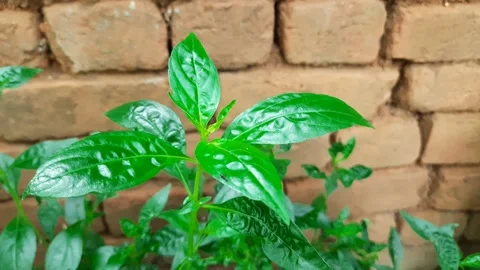 Andrographis paniculata plants. Stock Footage 139668525