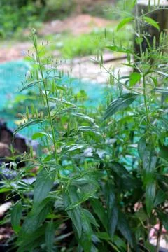 Andrographis paniculata thai herb  nickname "king of herb" Stock Photos