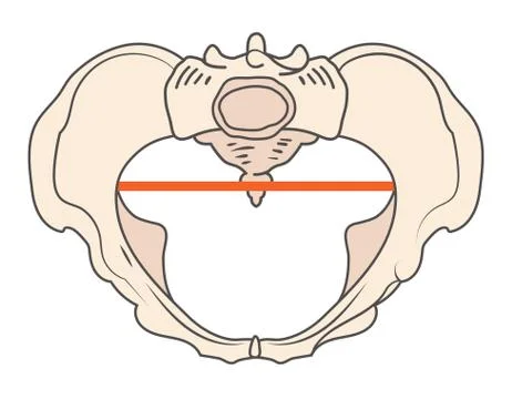 Android Pelvis Shape with Triangular or Heart shape Stock Illustration