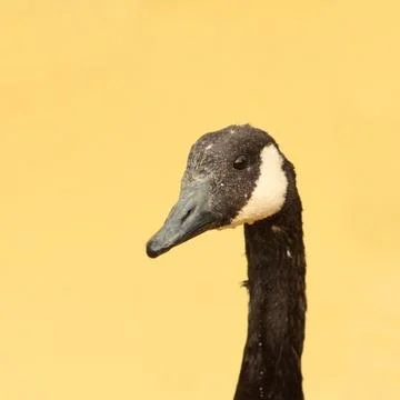 Andry goose Stock Photos