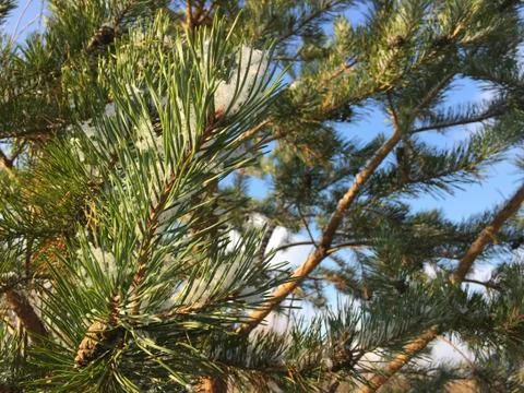 Andscape with the first snow Fotos de archivo