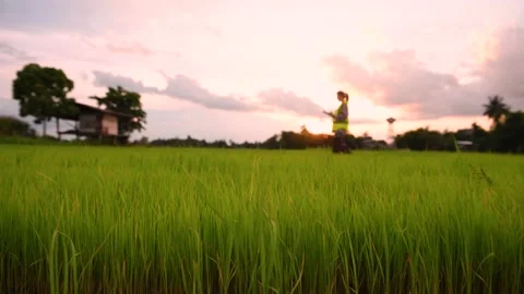 Andscape of wind blowing rice fields in the evening with sun shining and suns Video stock 201361346