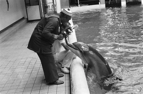 Anefo photo collection. Dolphin in Zandvoort, christened with decorated di... Stock Photos