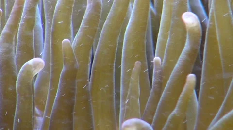 Anemmone in water Video stock 45869670