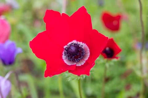 Anemon flower Stock Photos