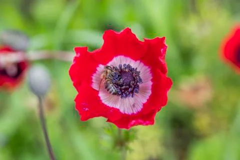 Anemon flower Stock Photos