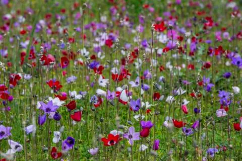 Anemon flower Stock Photos