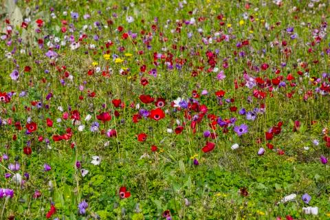 Anemon flower Stock Photos