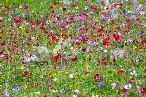 Anemon flower Stock Photos