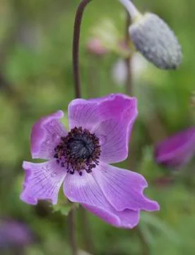 Anemon flower Stock Photos