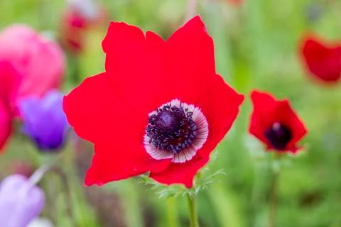 Anemon flower Foto stock