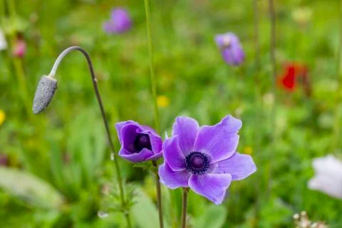 Anemon flower Stock Photos