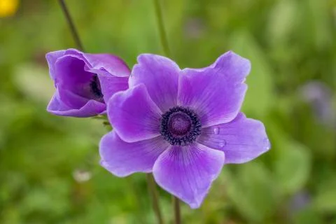Anemon flower Stock Photos