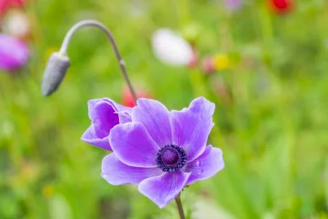 Anemon flower Stock Photos