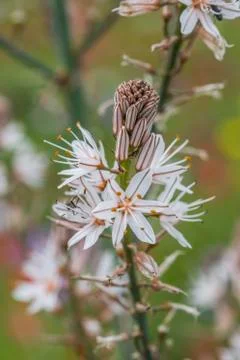 Anemon flower Stock Photos