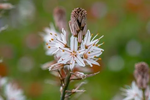 Anemon flower Stock Photos