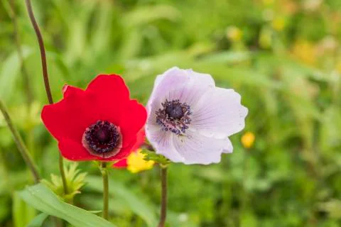 Anemon flower Stock Photos