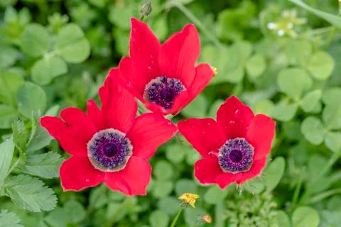 Anemon flower Stock Photos