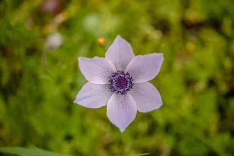 Anemon flower Stock Photos