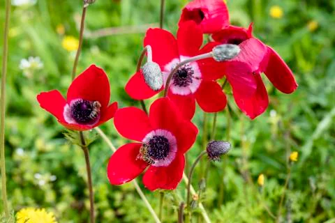 Anemon flower Stock Photos