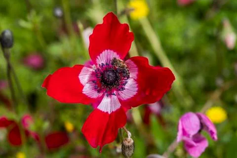 Anemon flower Stock Photos