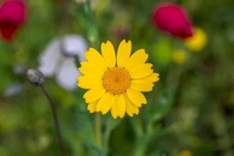Anemon flower Stock Photos