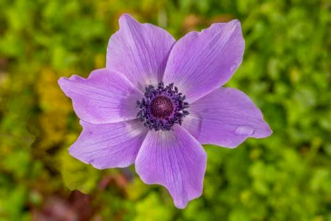 Anemon flower Stock Photos
