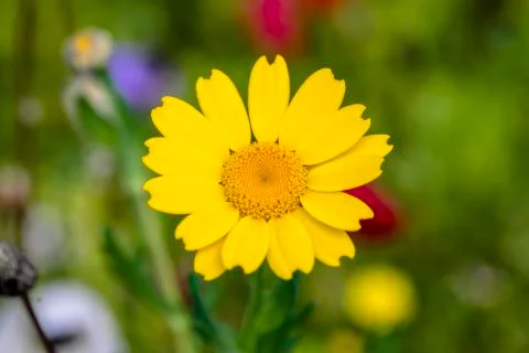 Anemon flower Stock Photos