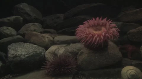 Anemonae on the rock 2 Stock Footage 7752861
