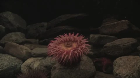 Anemonae on the rock Video stock 7752877
