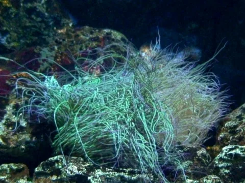 Anemone 2 Stock Footage 490303
