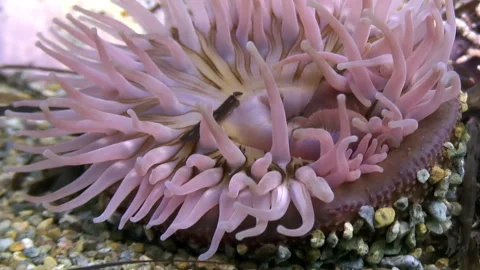 Anemone Actinia captivating colors are accentuated in clean, clear water. Video stock 246729079