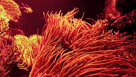 Anemone like alien creature moving slowly tentacles in deep red sea water. Stock Footage 78733648