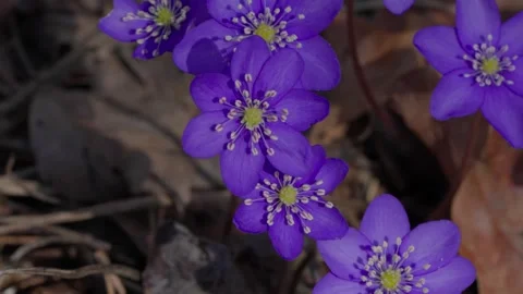 Anemone americana Stock Footage 306381882