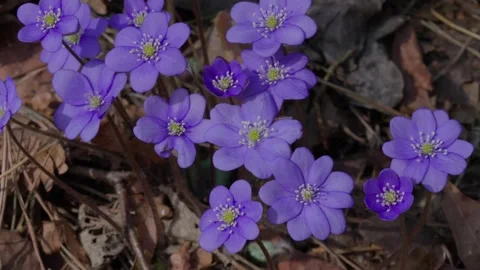 Anemone americana Stock Footage 306381885