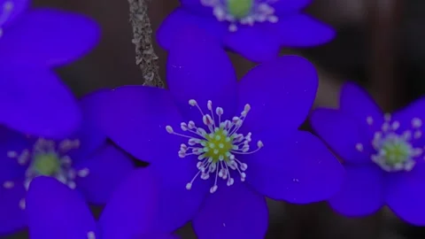 Anemone americana Stock Footage 307636232