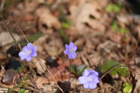 Anemone americana 写真素材