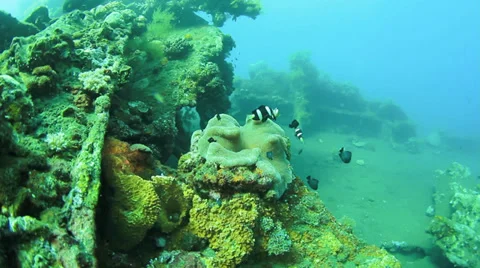 Anemone and Anemonefish Stock Footage 33193407