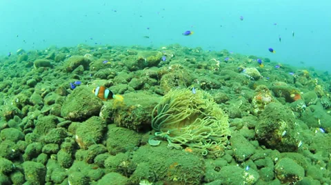 Anemone and Anemonefish Stock Footage 33193482